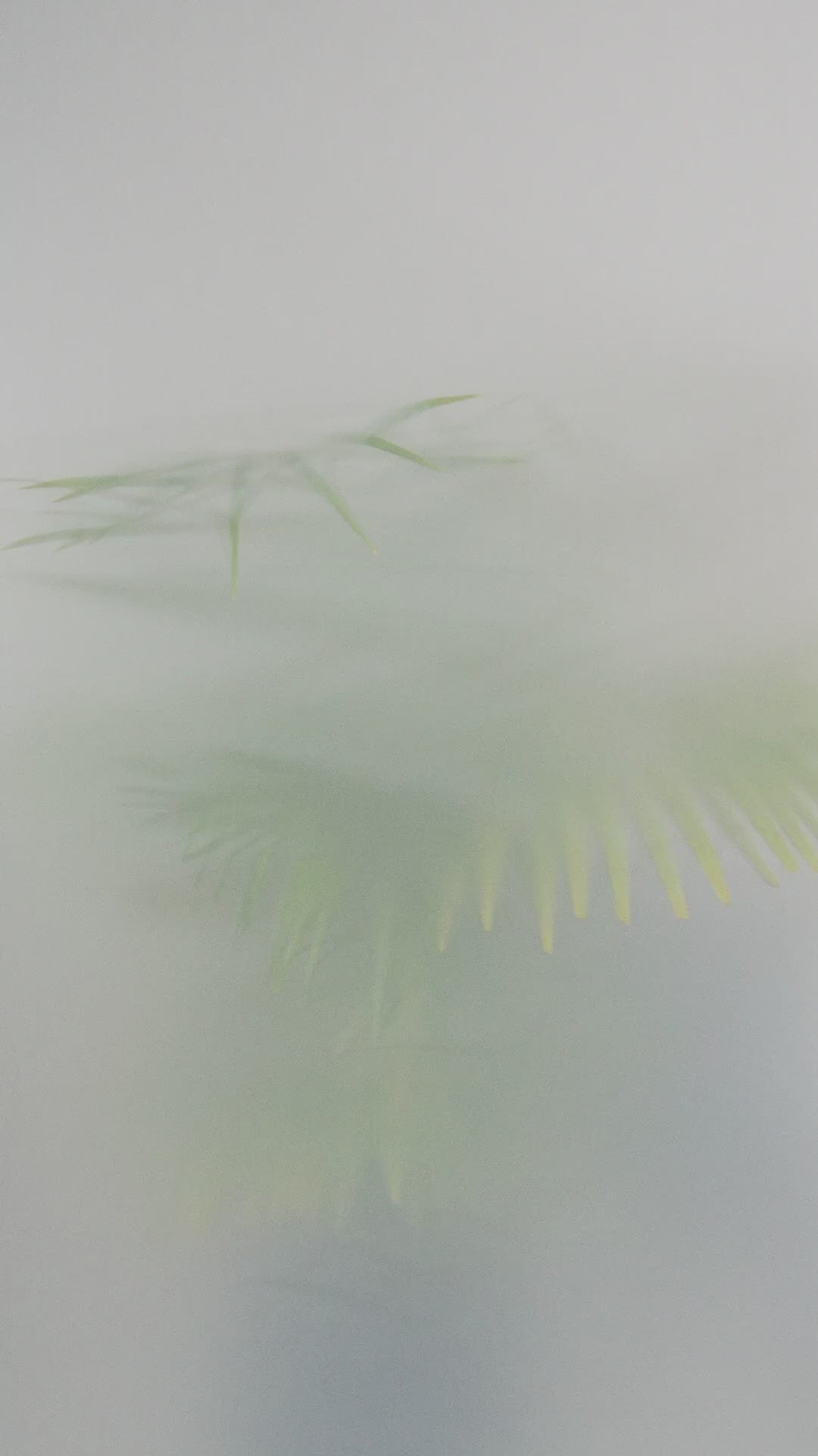 NAYA Top mit geprägtem Jacquardmuster und kontrastierenden Abschnitten